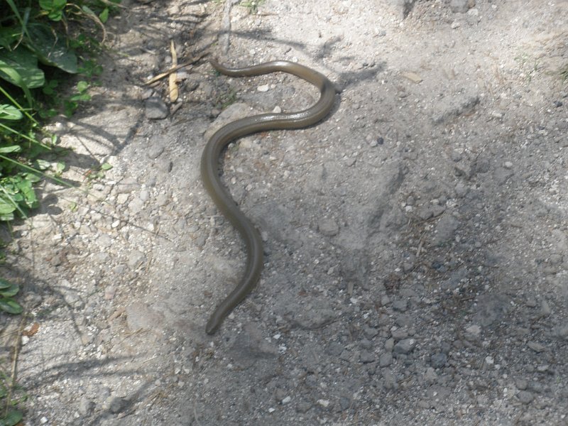 Trip (117).JPG - A Rubber Boa snake in Yellowstone National Park.  Characteristics of rubber boas behavior set them apart from other snakes. Rubber boas are considered one of the most docile of the boa species and are often used to help people overcome their fear of snakes